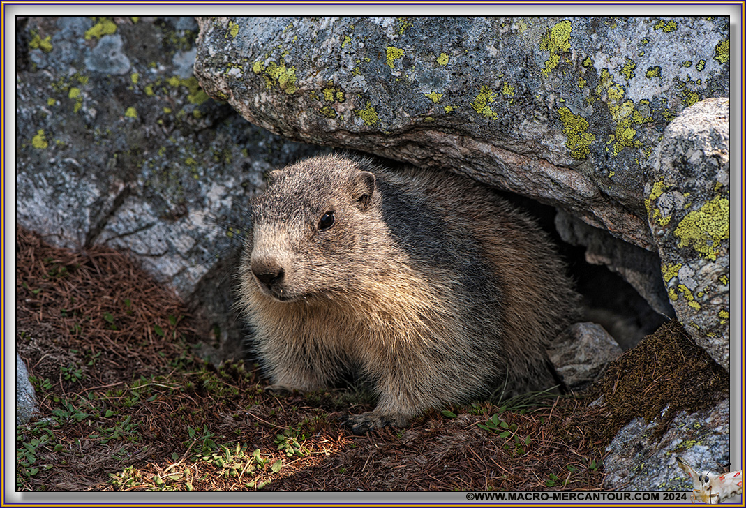 MARMOTTES